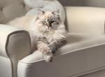 Upcoming Litter - Siberian Kitten For Sale - Brookville&comma; OH&comma; US