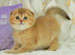 Ginger - Scottish Fold Kitten For Sale - Chicago&comma; IL&comma; US