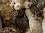 Selenas litter - Bengal Kitten For Sale - Tucson&comma; AZ&comma; US
