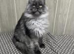 Titan Black high smoke - Maine Coon Kitten For Sale - Galion&comma; OH&comma; US