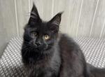 Aura Solid Black Female - Maine Coon Kitten For Sale - Galion&comma; OH&comma; US