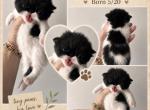 Black and white bicolor - Persian Kitten For Sale - Clay&comma; PA&comma; US
