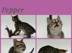 Pepper - Bengal Kitten For Sale - ME&comma; US