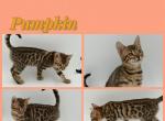 Pumpkin - Bengal Kitten For Sale - ME&comma; US
