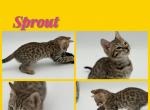 Sprout - Bengal Kitten For Sale - ME&comma; US