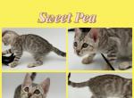 Sweet Pea - Bengal Kitten For Sale - ME&comma; US