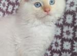Blue boy - Ragdoll Kitten For Sale - 