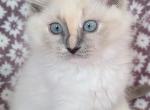 Red girll - Ragdoll Kitten For Sale - Mocksville&comma; NC&comma; US
