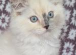 Green girl - Ragdoll Kitten For Sale - Mocksville&comma; NC&comma; US