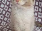 Pink girl - Ragdoll Kitten For Sale - 