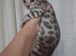 Sliver bengal - Bengal Kitten For Sale - AL&comma; US