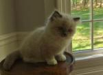 Ragdoll Point Boy1 - Ragdoll Kitten For Sale - 