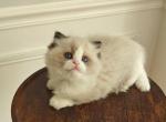 Ragdoll Bicolor Male1 - Ragdoll Kitten For Sale - 