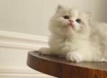 Ragdoll Bicolor Female1 - Ragdoll Kitten For Sale - Westborough&comma; MA&comma; US