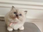 Ragdoll Mitted girl1 - Ragdoll Kitten For Sale - 