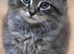 Meshmesh - Persian Kitten For Sale - Jersey Village&comma; TX&comma; US