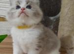 Ragdoll Bicolor Boy - Ragdoll Kitten For Sale - Westborough&comma; MA&comma; US