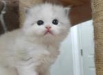 Ragdoll Bicolor Boy1 - Ragdoll Kitten For Sale - Westborough&comma; MA&comma; US