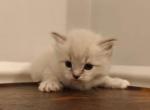 Ragdoll Mitted Male1 - Ragdoll Kitten For Sale - Westborough&comma; MA&comma; US