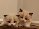 Female Bicolor kitten - Ragdoll Kitten For Sale - Westborough&comma; MA&comma; US