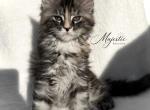 Ladybug - Maine Coon Kitten For Sale - TX&comma; US