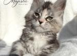 Daisy - Maine Coon Kitten For Sale - 
