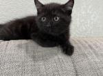 Cookie - Bombay Kitten For Sale