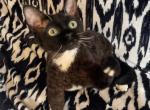 Black Tuxedo Devon Rex - Devon Rex Kitten For Sale - Saint Petersburg&comma; FL&comma; US