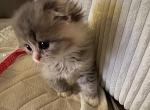 Persian Scottish Fold Litter - Scottish Fold Kitten For Sale - Surprise&comma; AZ&comma; US