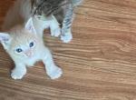 Coco - Domestic Kitten For Adoption - 
