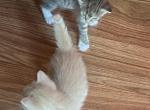 Oreo - Domestic Kitten For Sale - 