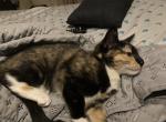 Runilda - Domestic Kitten For Sale - Fair Haven&comma; CT&comma; US