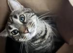 Ishie - American Shorthair Cat For Adoption - Gaithersburg&comma; MD&comma; US
