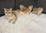 Scottish folds - Scottish Fold Kitten For Sale - 
