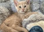 Rex - Domestic Kitten For Sale - Prior Lake&comma; MN&comma; US