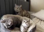 Scottish - British Shorthair Kitten For Sale - White Plains&comma; NY&comma; US