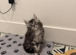 Purebred Maine Coon Female Kitten - Maine Coon Kitten For Sale - Seattle&comma; WA&comma; US