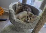Molly Coral - Scottish Straight Kitten For Sale - Naperville&comma; IL&comma; US