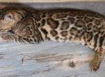 White Boy - Bengal Kitten For Sale - GA&comma; US
