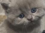 Mella - British Shorthair Kitten For Sale - 
