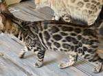 Red Girl - Bengal Kitten For Sale - GA&comma; US