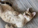 Green Boy - Bengal Kitten For Sale - 