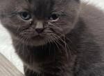 Peanut - British Shorthair Kitten For Sale - 
