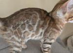 Tan Boy - Bengal Kitten For Sale - GA&comma; US