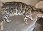 Dark Boy - Bengal Kitten For Sale - GA&comma; US