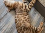Blue Boy - Bengal Kitten For Sale - 