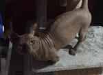 Popov - Bambino Cat For Sale - 