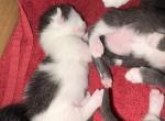 Munchkin kitties - Munchkin Kitten For Sale - 