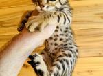 F2 sweet mix kitten - Savannah Kitten For Sale - Encinitas&comma; CA&comma; US
