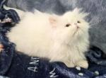 Exotic longhair solid white male - Persian Kitten For Sale - 